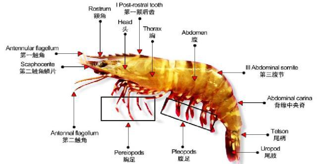 對蝦生物學如何?又該如何養殖?